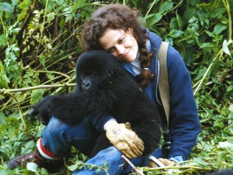 รีวิว Gorillas in the Mist (1988)