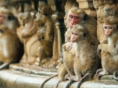 รีวิว Monkey Kingdom (2015) อาณาจักรลิง