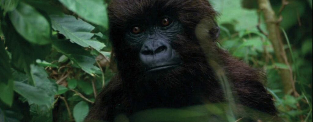 Instinct (1999)